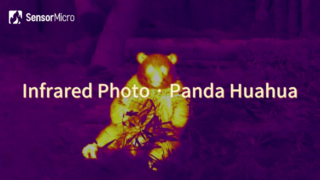 ภาพถ่ายอินฟราเรดของ Panda Huahua ถ่ายโดยแกนกล้องอินฟราเรด SensorMicro