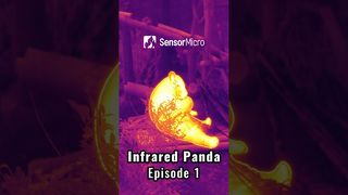 แพนด้ากินไผ่ #ThermaImage #InfraredPanda #ตอนที่ 1
