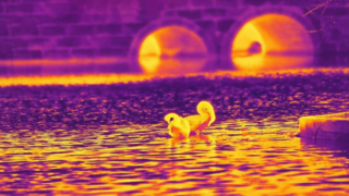 หงส์อินฟราเรด - ถ่ายด้วยโมดูลกล้องอินฟราเรด 640x512/12µm #shorts #infrared #thermalimage